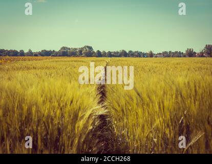 Vintage barley field. Barley grain is used for flour, barley bread, barley beer, some whiskeys, some vodkas, and animal fodder. Stock Photo