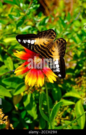 Danaus genutia,  common tiger on a Blanket flower Latin name gaillardia pulchella Stock Photo