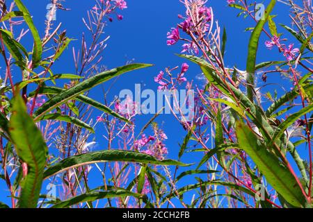 Low angle shot of pink fireweed blossoms and green leaves against the blue sky in late Norwegian summer Stock Photo