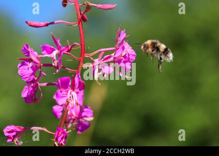 Close-up of a white-tailed bumblebee pollinating pink fireweed blossoms in late Norwegian summer, Selbustrand, Norway