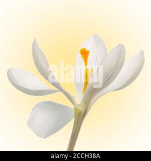 One white and orange crocus, flower isolated on a orange background Stock Photo