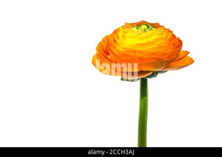 One orange blooming Ranunculus asiaticus flower isolated on a white background Stock Photo