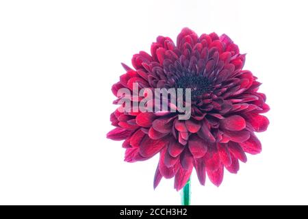 One red blooming chrysanthemum flower isolated on a white background Stock Photo