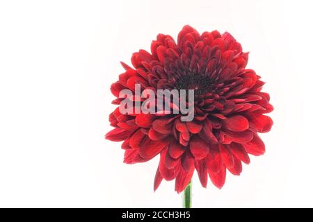 One red blooming chrysanthemum flower isolated on a white background Stock Photo