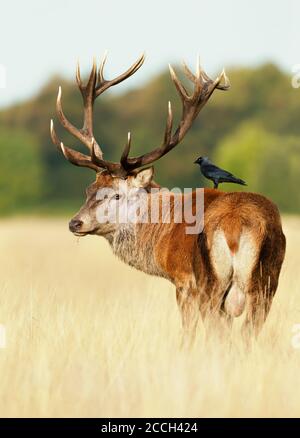 Close-up of a red deer stag with a jackdaw sitting on a back, autumn in UK. Stock Photo