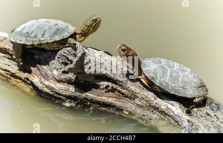 Western Pond Turtles sun bathing on log over a pond Stock Photo