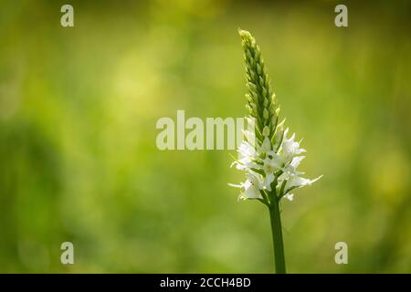One isolated white and blooming flower with a bokeh background. Wild flowers Stock Photo