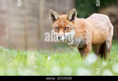 Close up of a red fox (Vulpes vulpes) standing on grass in a garden, UK. Stock Photo