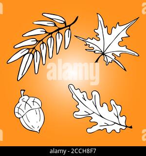 Vector autumn hand drawn set of leaves oak, mountain ash, maple, acorn. Sketch style illustrations Stock Vector