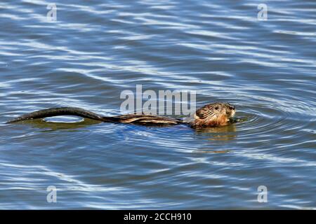 A muskrat in a pond eating a plant Stock Photo