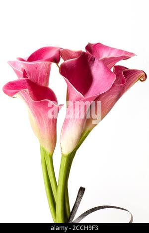 Soft red calla flowers isolated on white background. Pink calla lilies with small elegant bow. Stock Photo