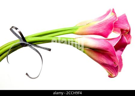 Soft red calla flowers isolated on white background. Pink calla lilies with small elegant bow. Stock Photo