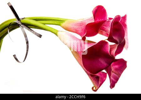Soft red calla flowers isolated on white background. Pink calla lilies with small elegant bow. Stock Photo