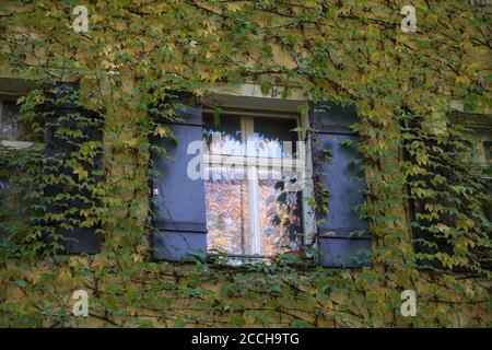 House facade overgrown with wild wine photographed in autumn in a park Stock Photo