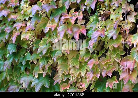 House facade overgrown with wild wine photographed in autumn in a park Stock Photo