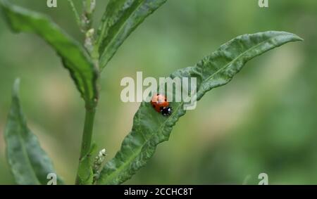 ladybird ladybugs on green leaf Stock Photo