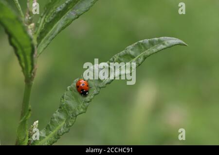 ladybird ladybugs on green leaf Stock Photo