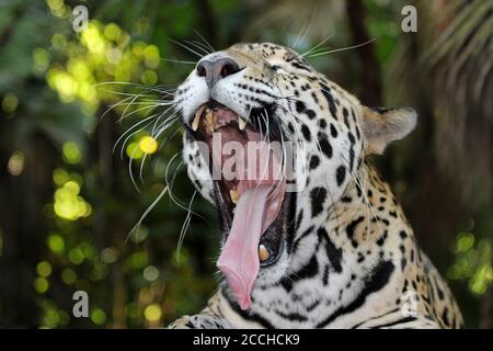 Jaguar (Panthera onca) yawning Stock Photo