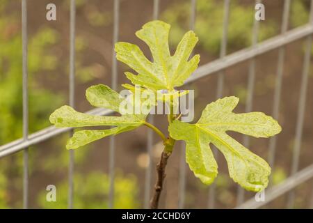 Fig tree with beautiful leaves, with raindrops on it. Stock Photo