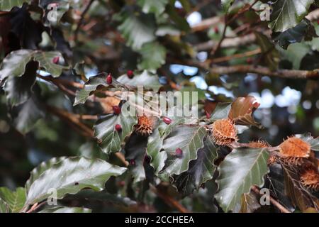 beech gall midge eggs on a European beech tree Stock Photo