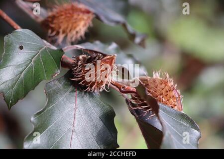 beech gall midge eggs on a European beech tree Stock Photo