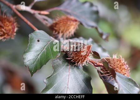 beech gall midge eggs on a European beech tree Stock Photo