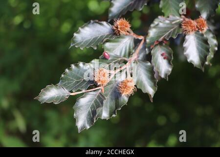 beech gall midge eggs on a European beech tree Stock Photo