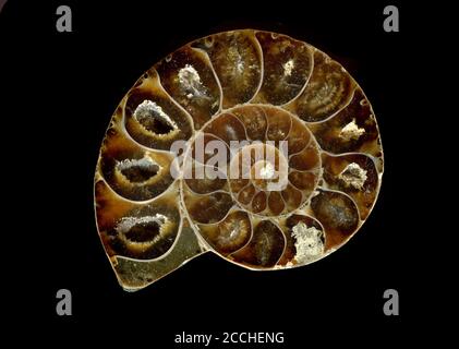 old brown amonite on the black background Stock Photo