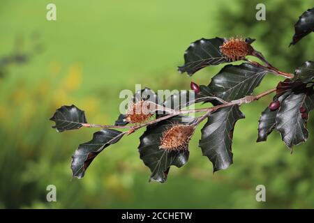 beech gall midge eggs on a European beech tree Stock Photo