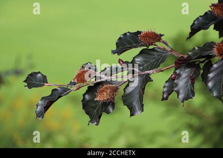 beech gall midge eggs on a European beech tree Stock Photo