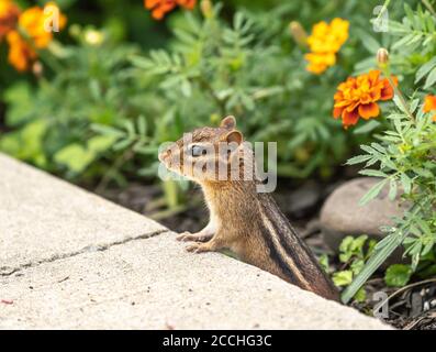 Eastern Chipmunk (Tamias striatus) in garden