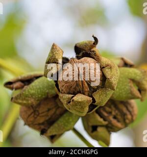 Ripe walnuts on the tree Stock Photo