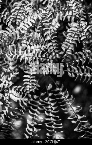 The Northern Maidenhair Fern's (Adiantum pedatum) fronds spiral from its center, creating a lacy pattern Stock Photo