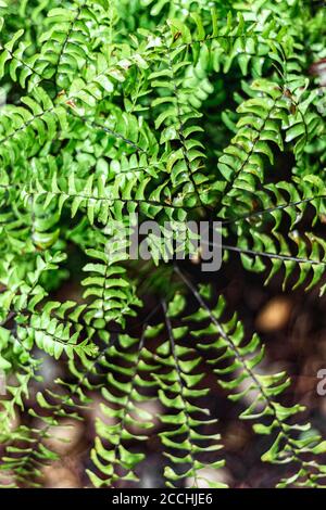 The Northern Maidenhair Fern's (Adiantum pedatum) fronds spiral from its center, creating a lacy pattern Stock Photo