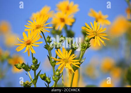 Jerusalem artichoke on the field Stock Photo