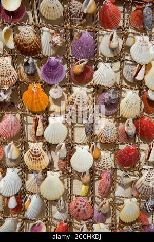 Rows of brightly coloured empty scallop shells displayed on wall, Mevagissey, Cornwall, UK Stock Photo