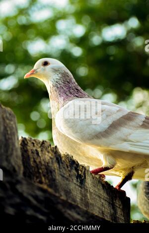 Bird at tree, pigeon or columbidae class aves In Bangladesh Stock Photo