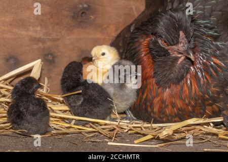 Broody domestic hen in a nest box, revealing just hatched chicks of mixed colours. Young emerging from eggs after twenty one days of incubation. Stock Photo