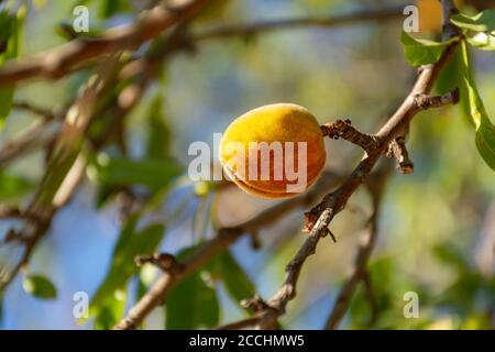 Ripe almonds on a tree branch in the sunlight. The shell opens and the nut is visible. Almond orchards. The cultivation of nuts. Stock Photo