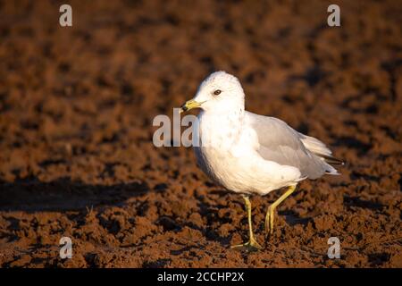 Immature Ring-billed Gull (Larus delawarensis) walking on the beach in Wisconsin, horizontal Stock Photo