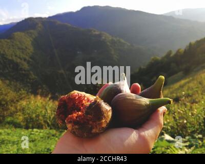 fresh figs in hand, keep, mountains in the background Stock Photo