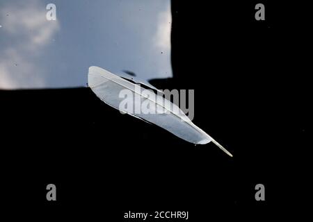 Egret feathers floating on the water Stock Photo