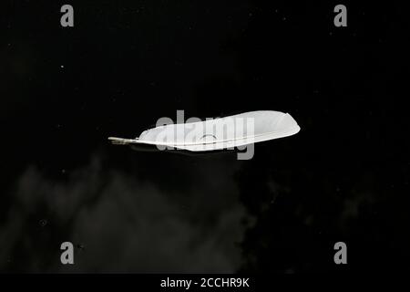 Egret feathers floating on the water Stock Photo