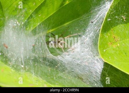 Spider in web on leaf Stock Photo