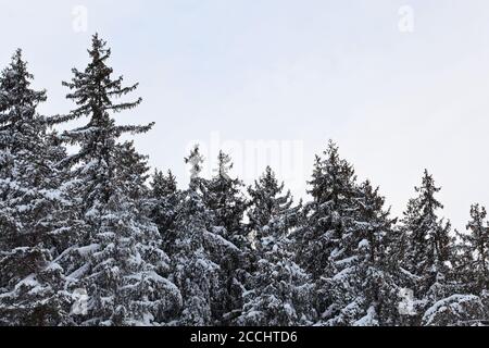 Coniferous spruce tree tops covered with snow in winter, gray sky in background Stock Photo