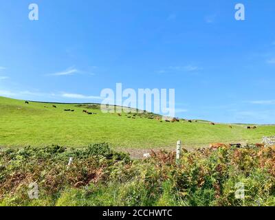 Cattle grazing in fields near Crgeneash, Isle of Man Stock Photo