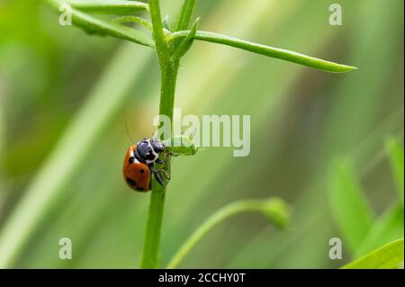 Ladybug (Coccinella septempunctata) eating its prey, which is an aphid. Macro, close up. Stock Photo