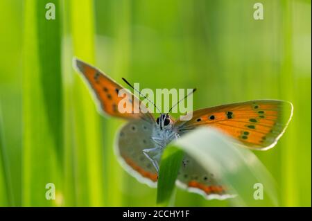 Butterfly Large copper (Lycaena dispar) crawling on a leaf of green grass. Close up shot. Stock Photo