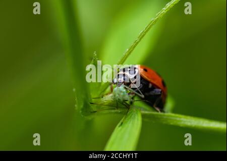 Ladybug (Coccinella septempunctata) eating its prey, which is an aphid. Macro, close up. Stock Photo