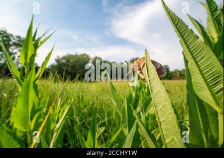 Snail crawling on the green grass. Wide angle shot, meadow and blue sky can be seen in the background. Stock Photo